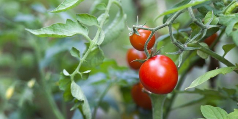 Kdy zasít rajčata pro sazenice v roce 2022: data setí podle regionu, příznivé dny podle lunárního kalendáře